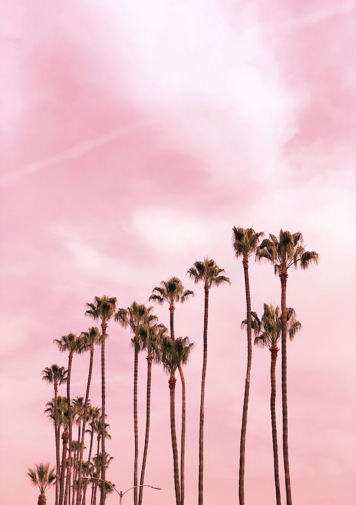 Pink Palm Trees X