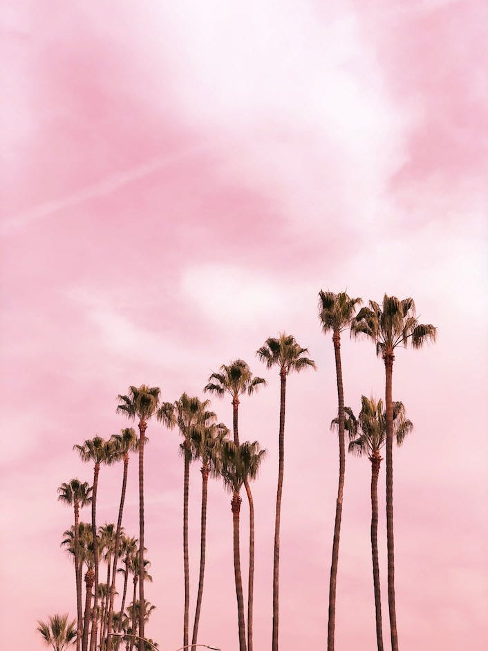 Pink Palm Trees X