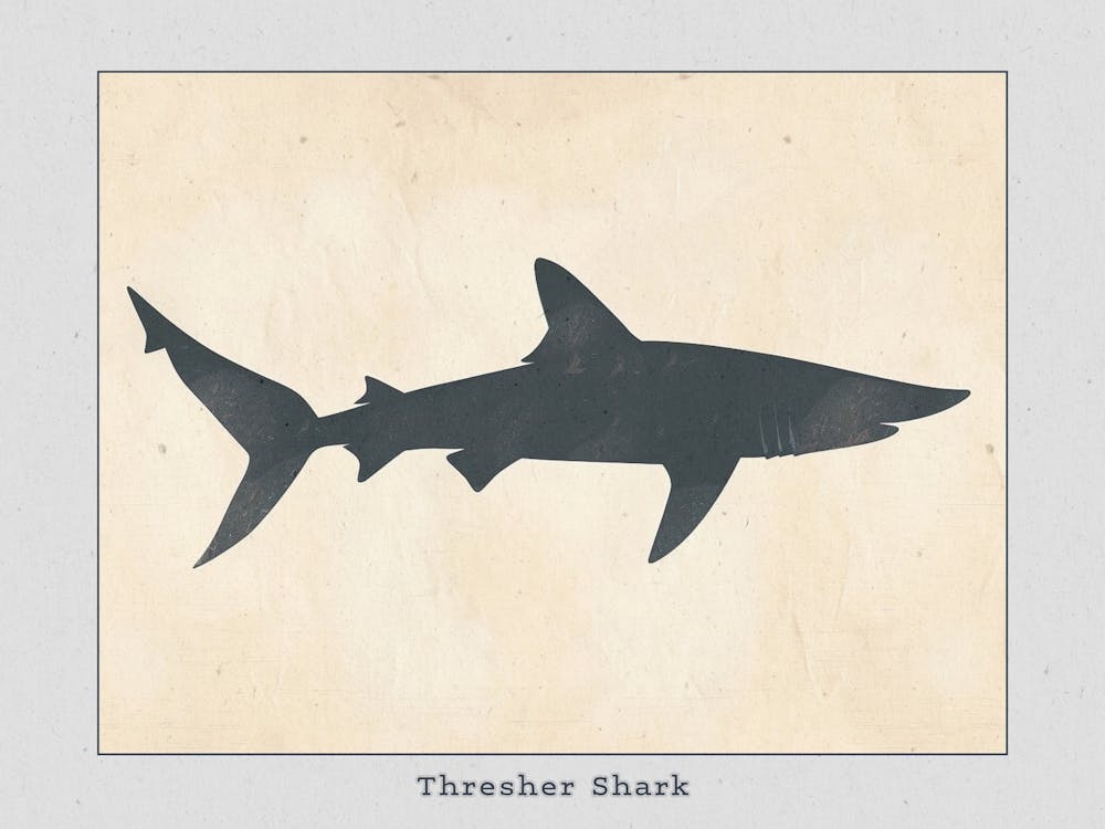Thresher Shark Silhouette 3 Poster