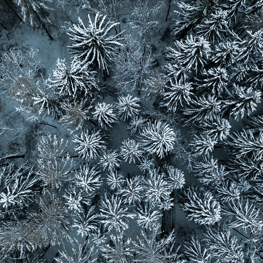 Path Through The Winter Forest Square