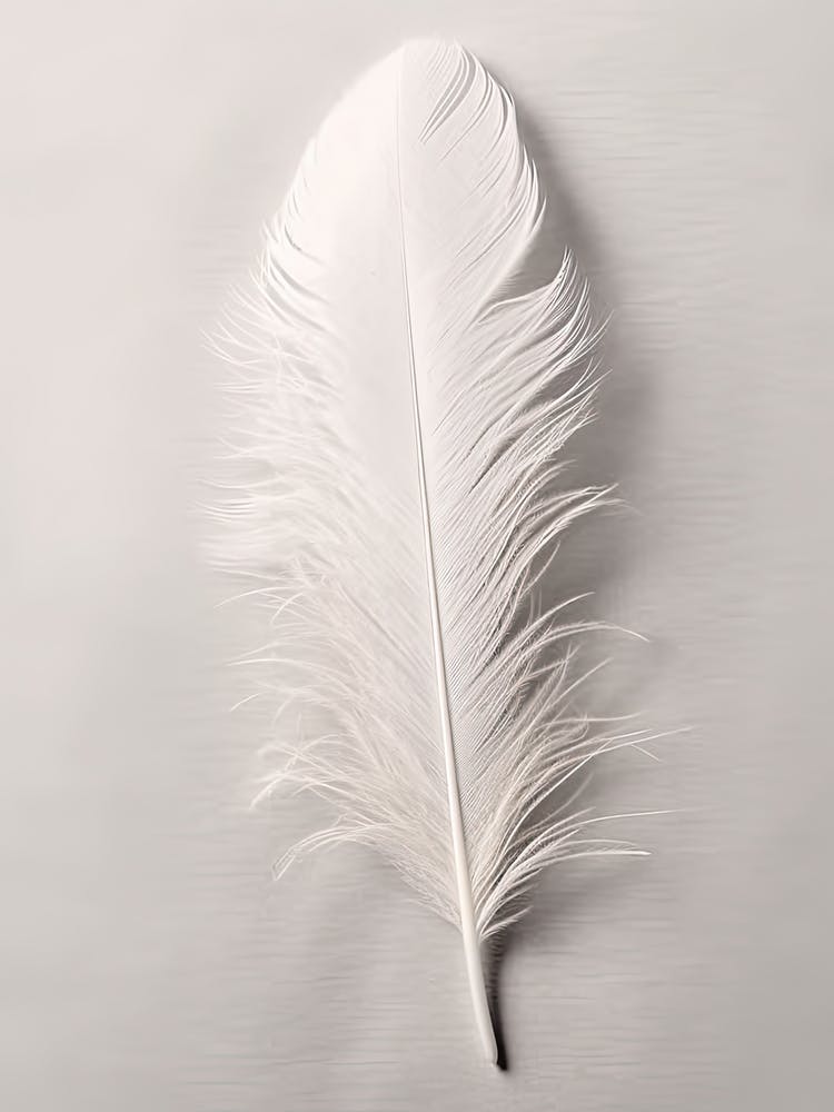 White Feather 1
