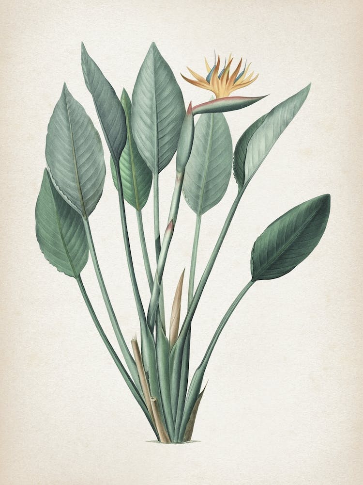 Vintage Redouté 2 Strelitzia Reginae