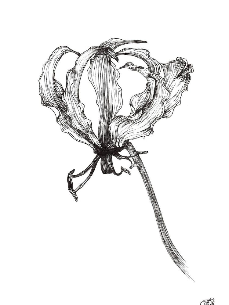 Black and White Flame Lilly 2