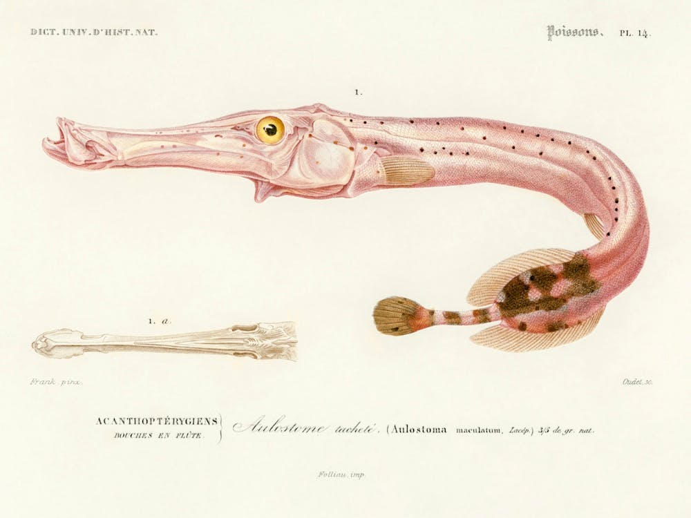 Aulostoma Maculatum, Charles Dessalines D'Orbigny