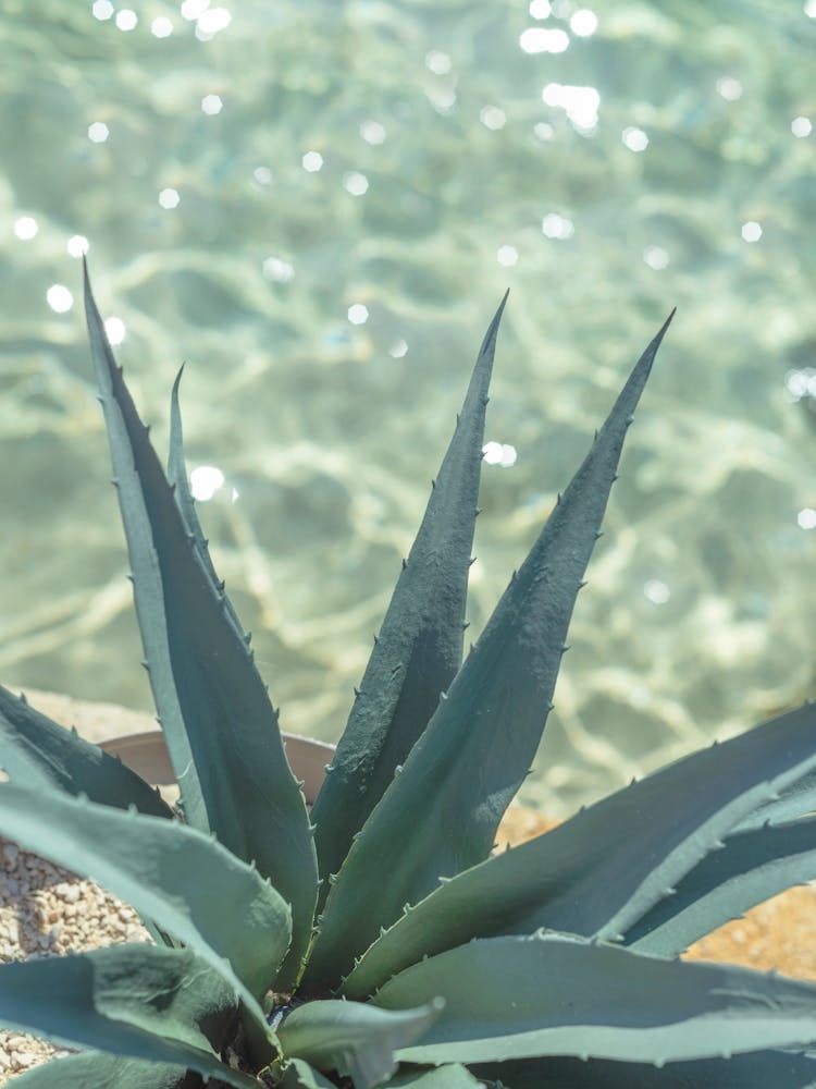 Refreshing Agave 1