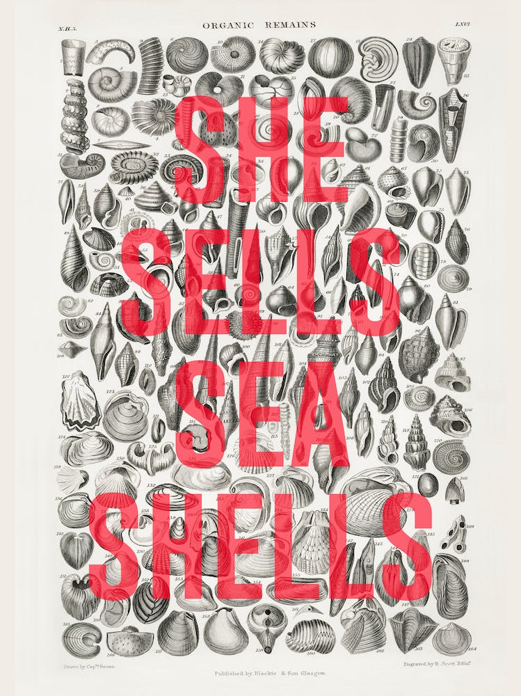 She Sells Sea Shells
