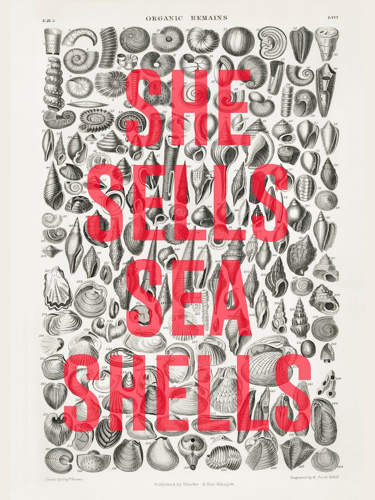 She Sells Sea Shells