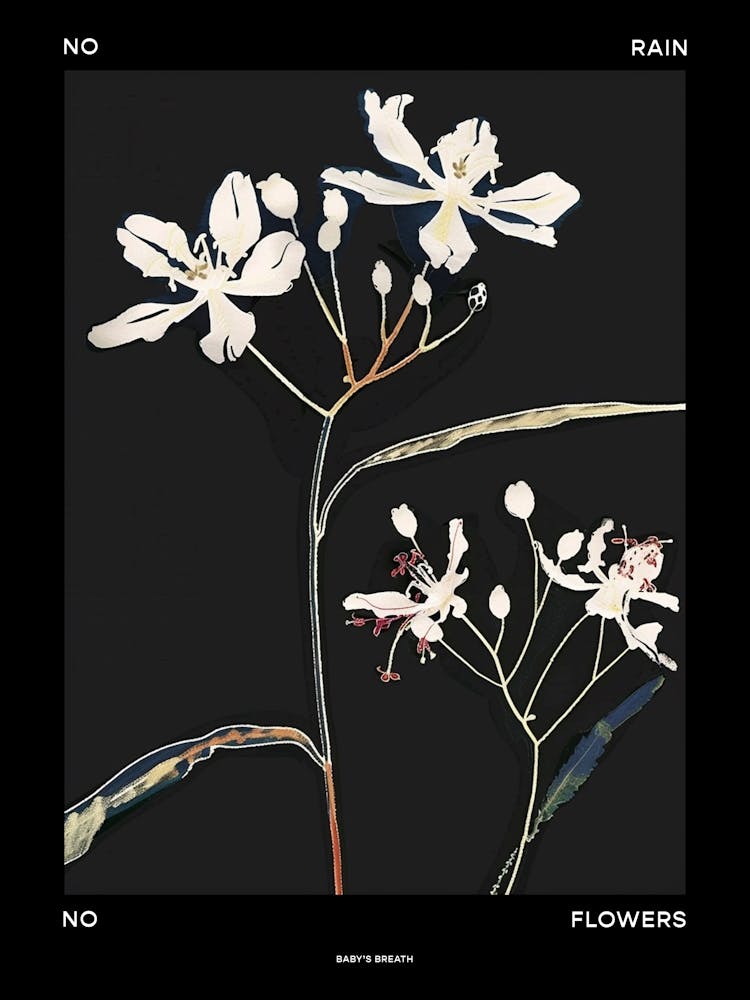 No Rain No Flowers Poster Babys Breath 8