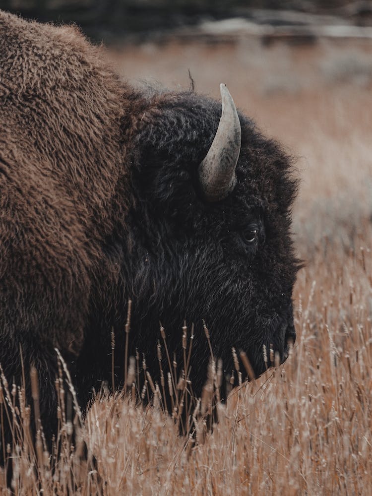 Rustic Bison Landscape