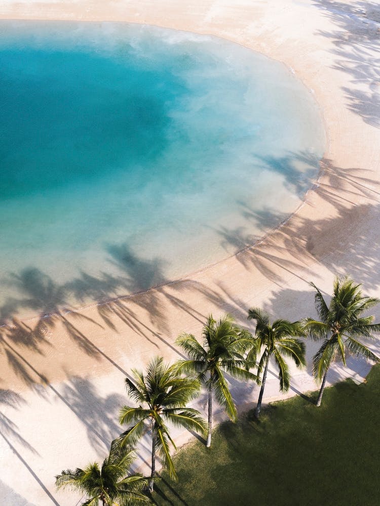 Hawaiian Palms