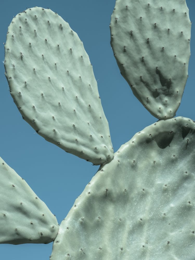 Cactus Paw