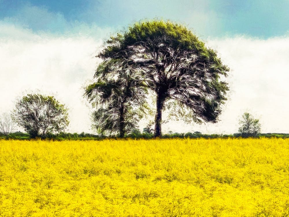 Rapeseed Field & Trees
