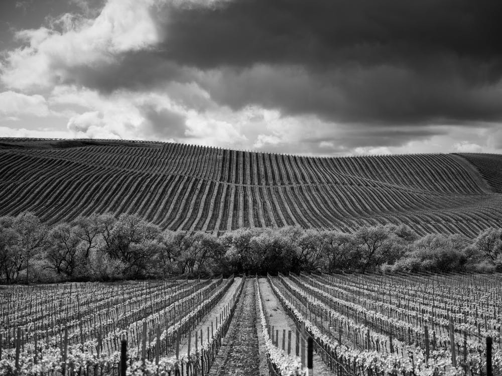 Carneros Valley