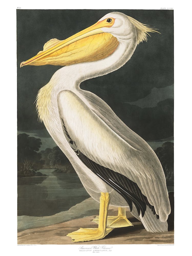 American White Pelican Hallway