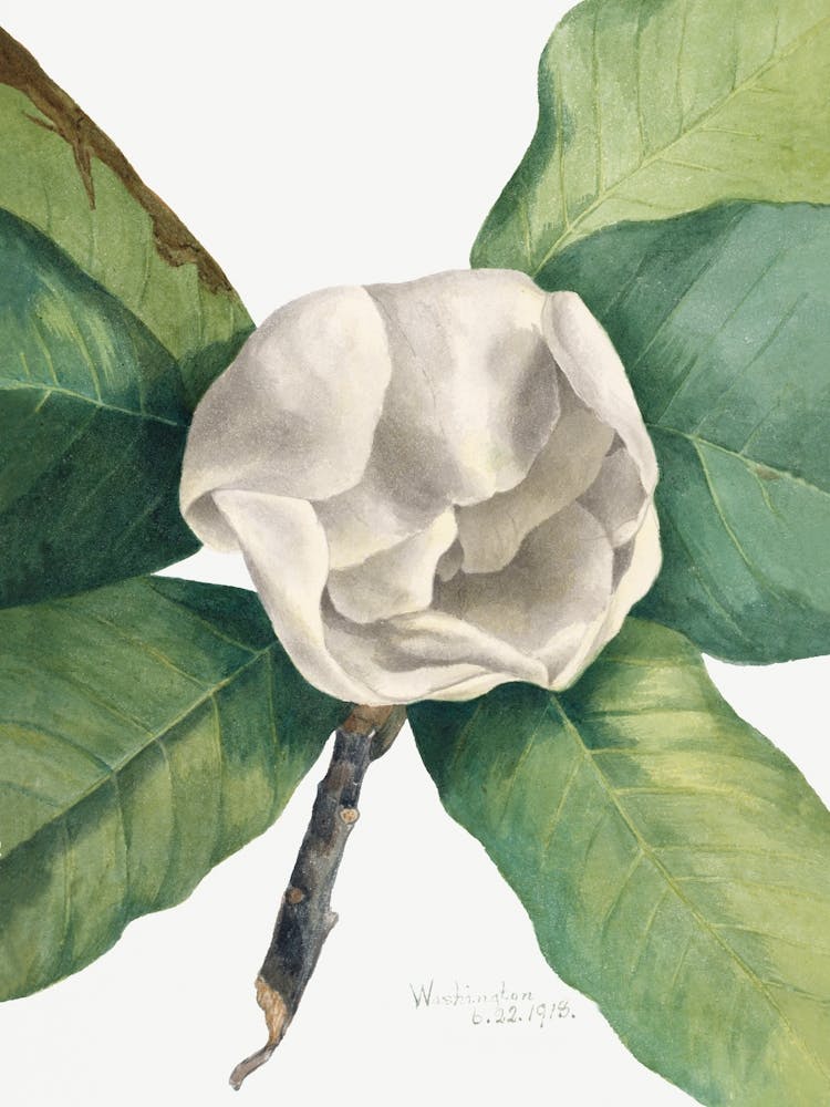 Vintage Botanical Mary Vaux Walcott _2732422