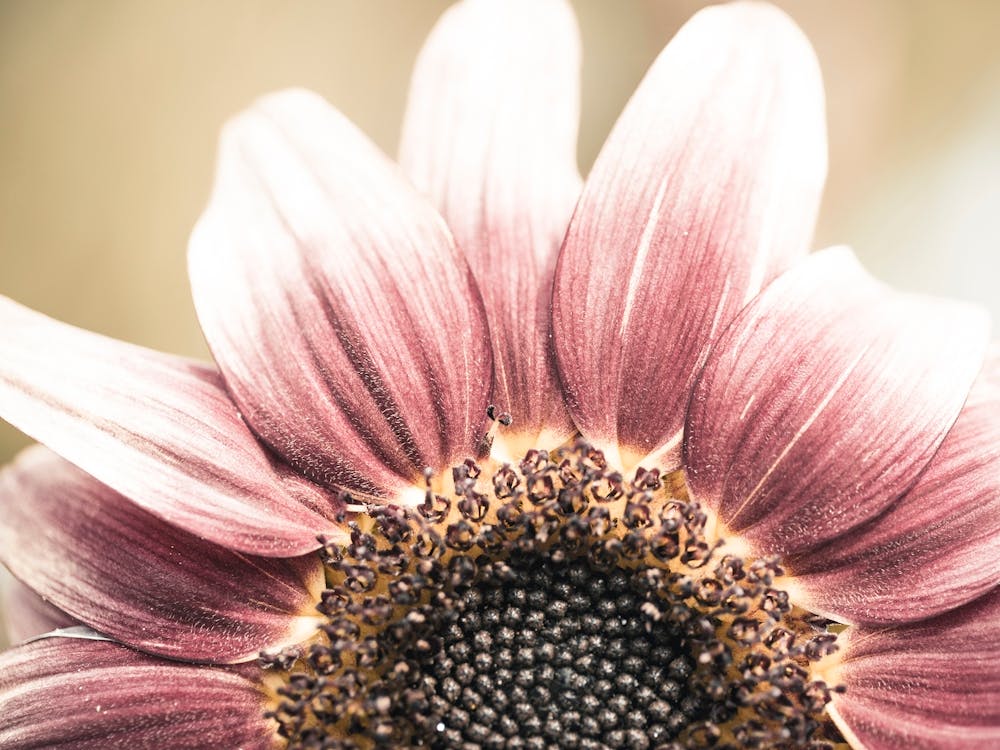 Close Up Of A Sunflower