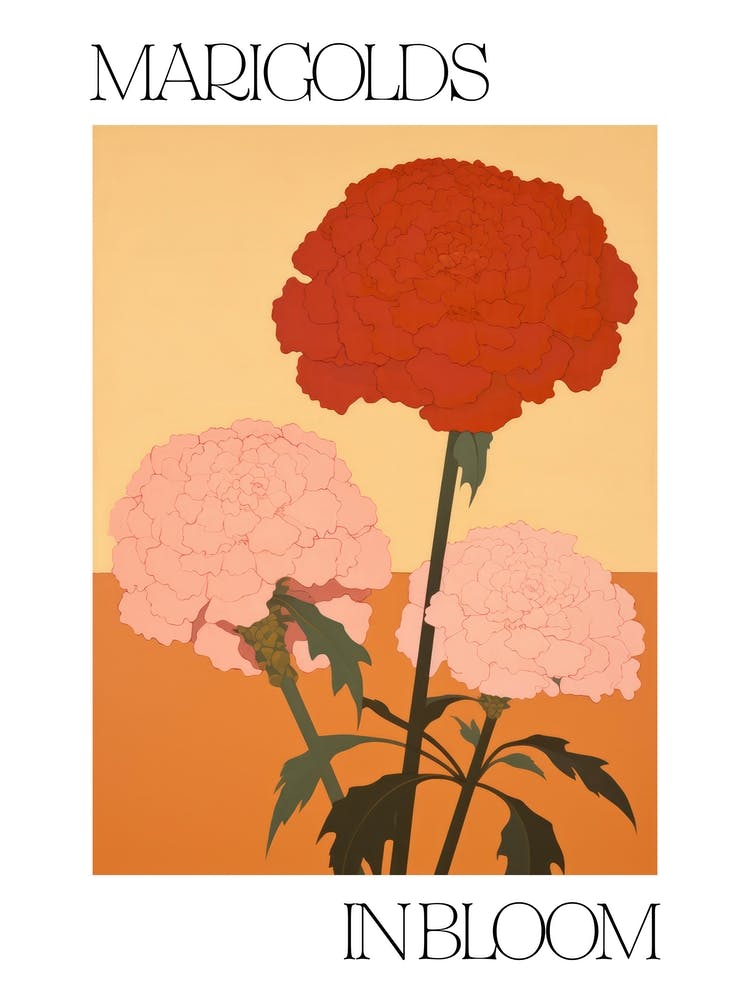 Marigolds In Bloom Flowers Bold Illustration 4