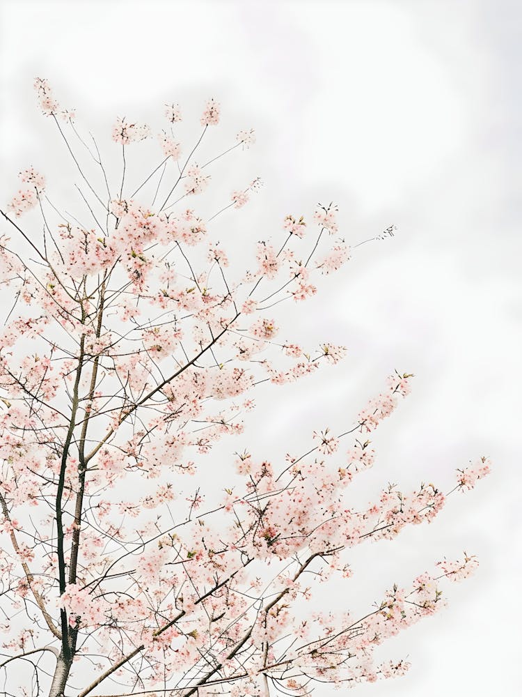 Cherry Blossoms 11