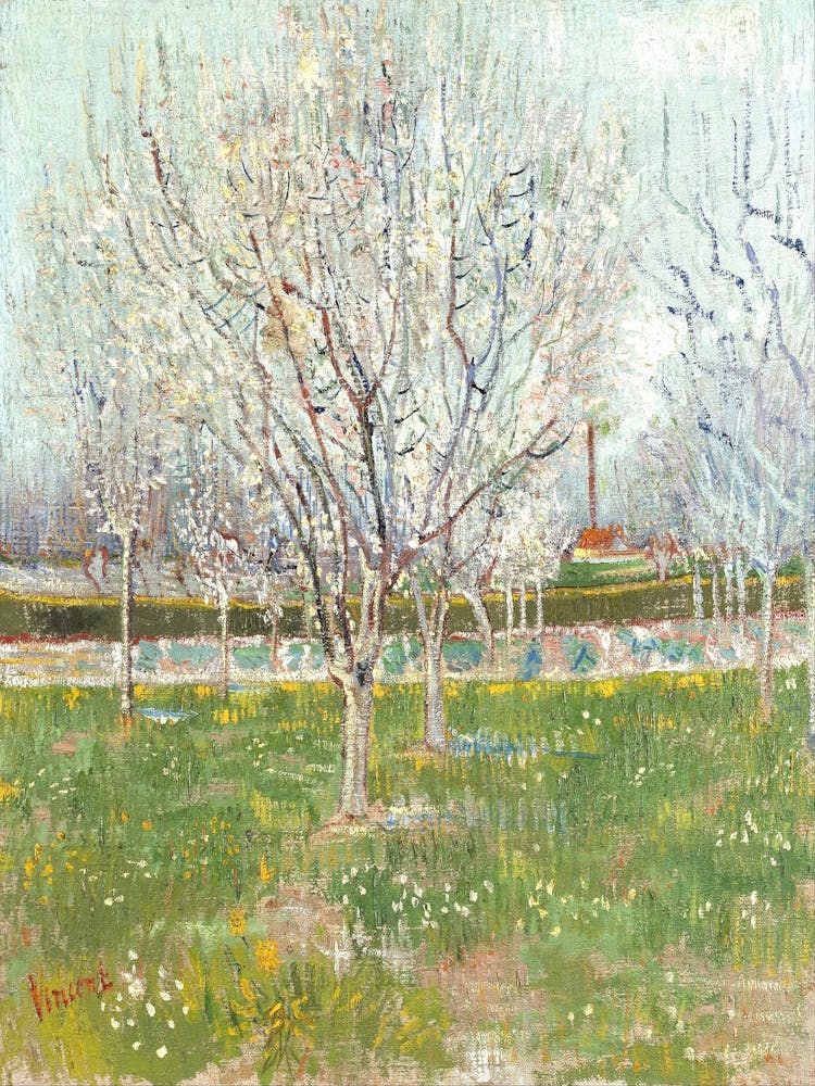 Blossoming Cherry Trees