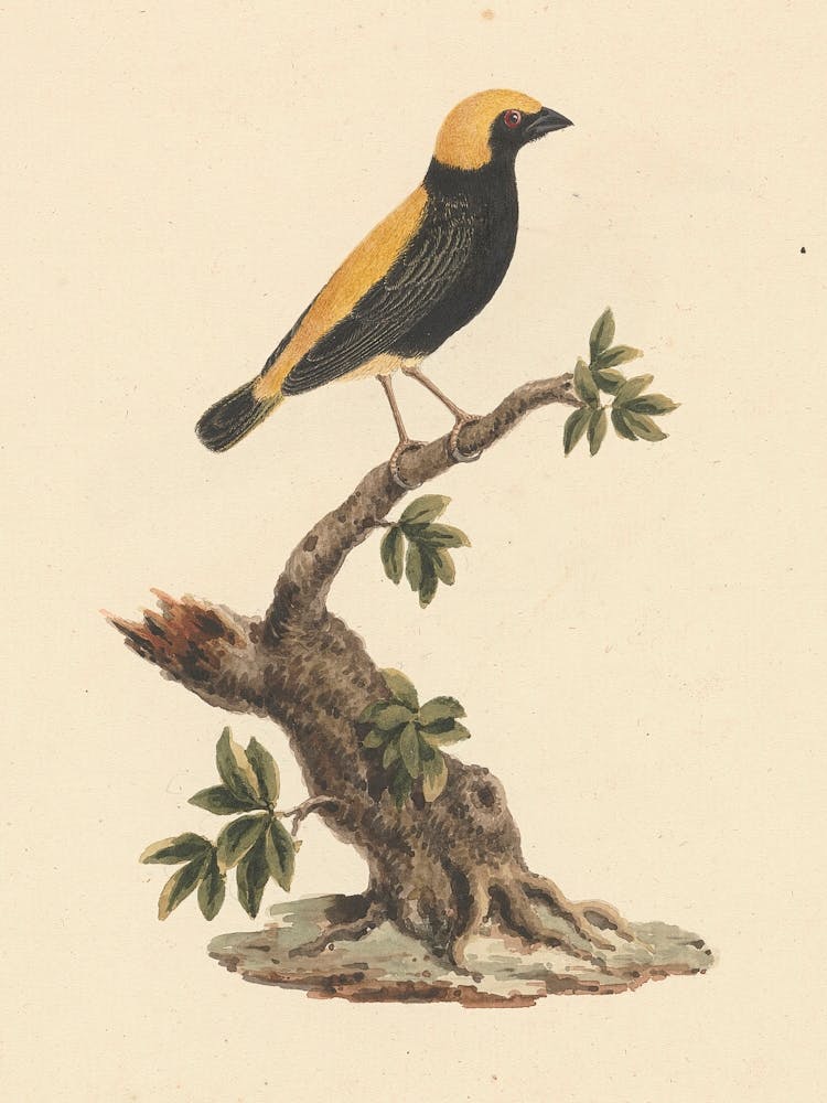 Yellow Crowned Bishop, Luigi Balugani