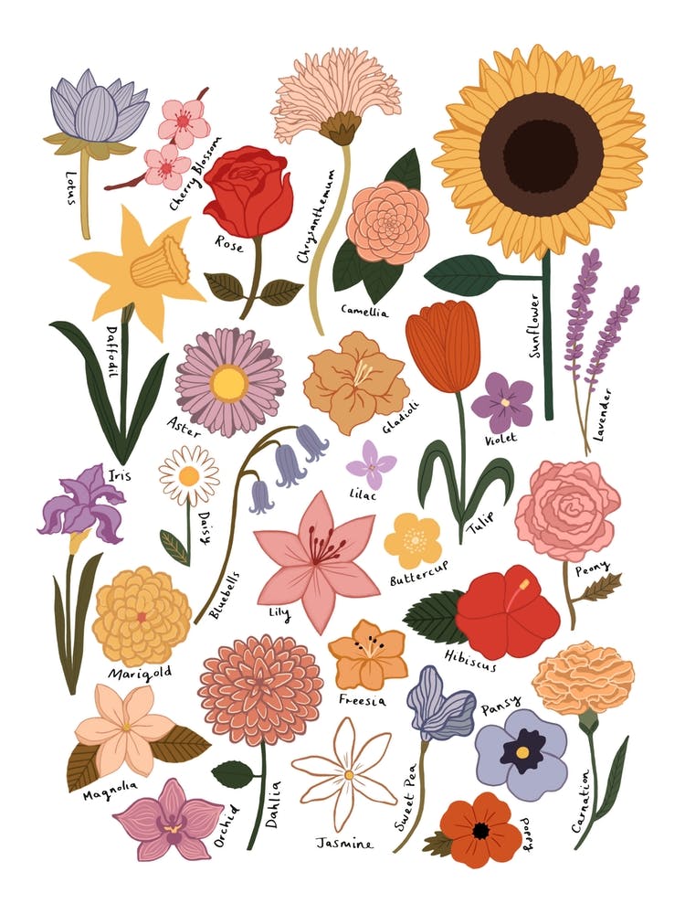 Flower Chart In White