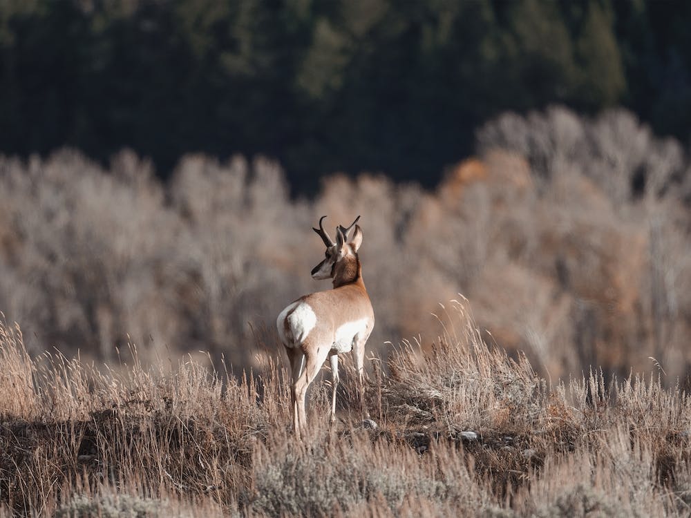 Pronghorn On Open Range