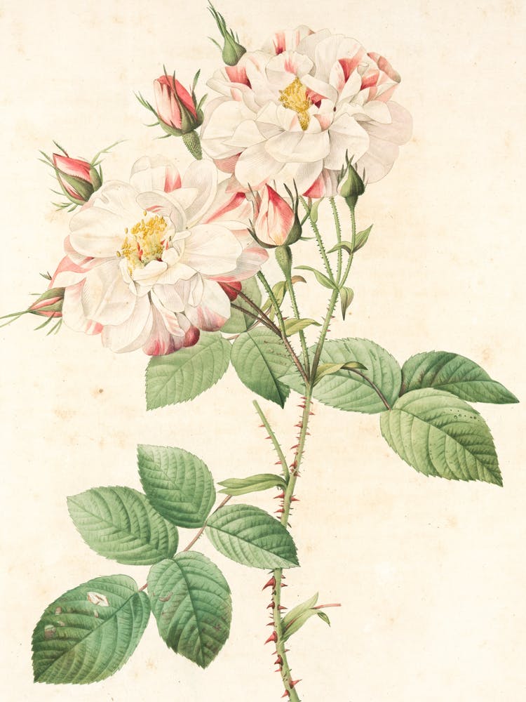 Roses Sur Une Branche