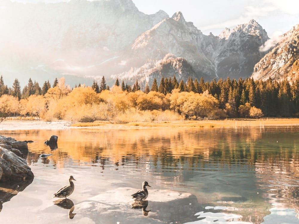 Ducks Morning Swiming, Italian Alps