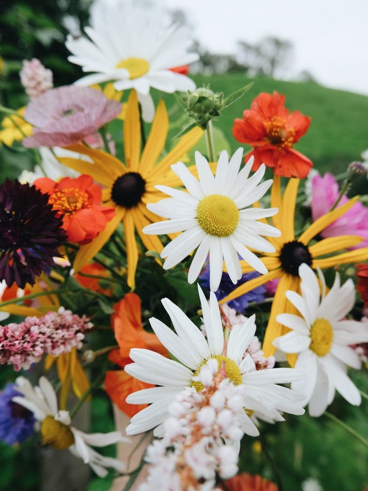 Helle Gartenblume
