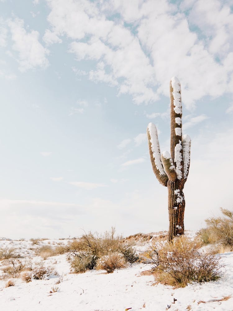 Snowy Saguaro Desert
