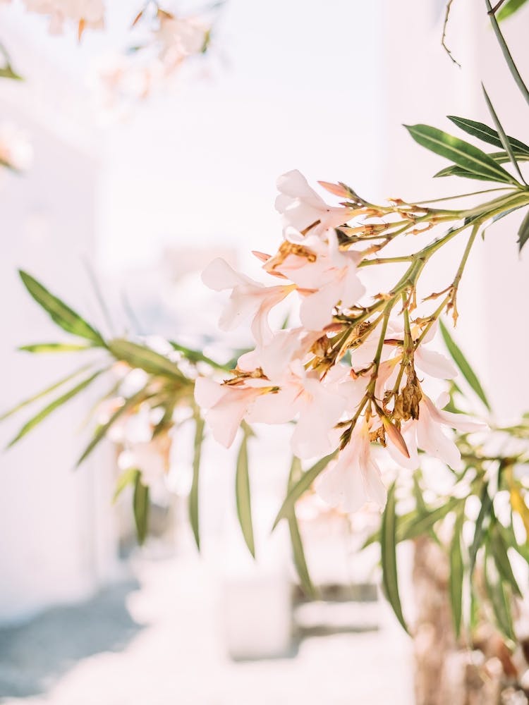 White Flowers In Greece