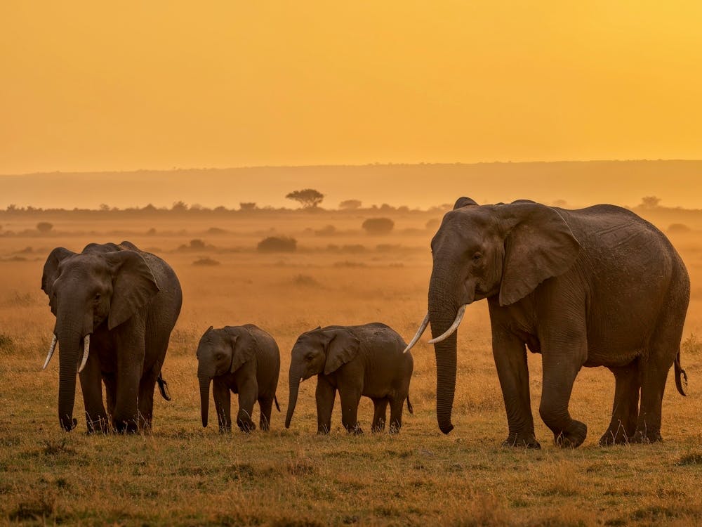 Family Of Elephants At Sunset