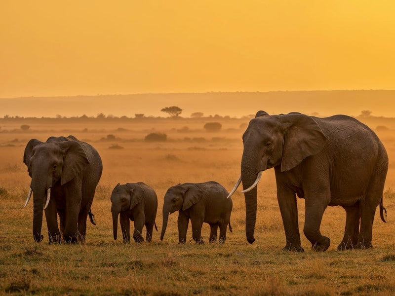 Family Of Elephants At Sunset