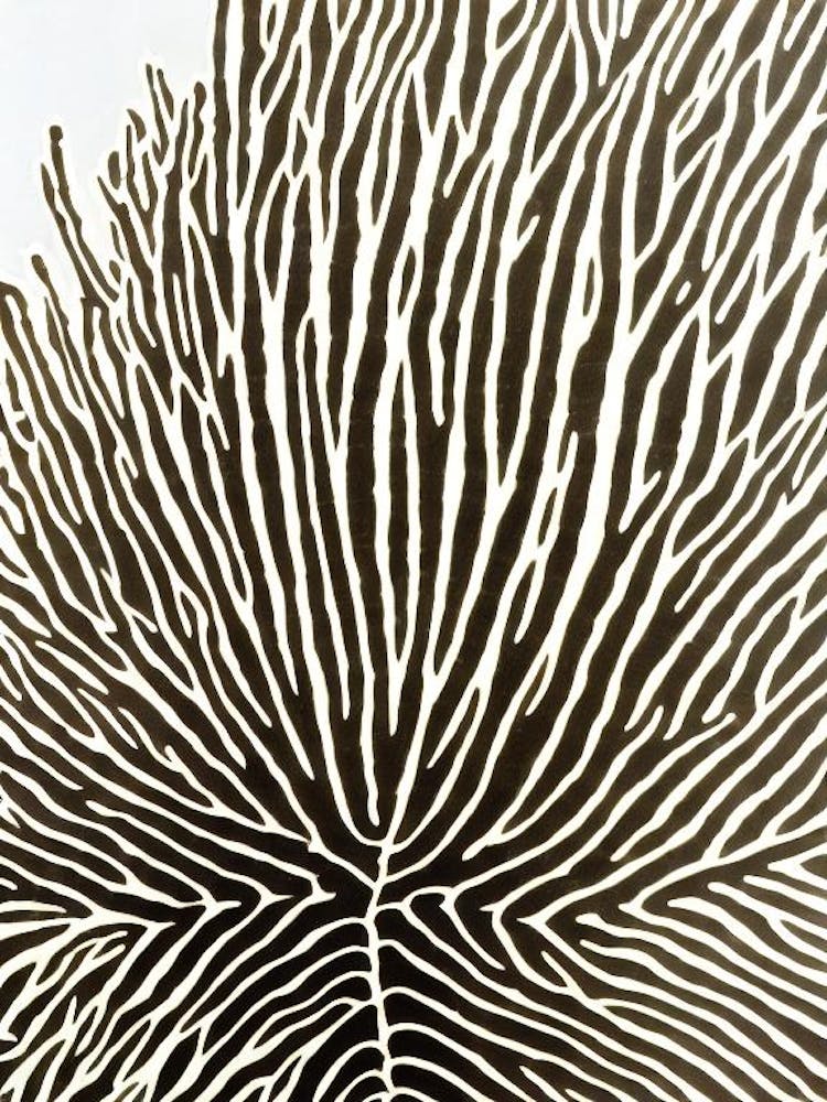 Acropora Horrida Linocut