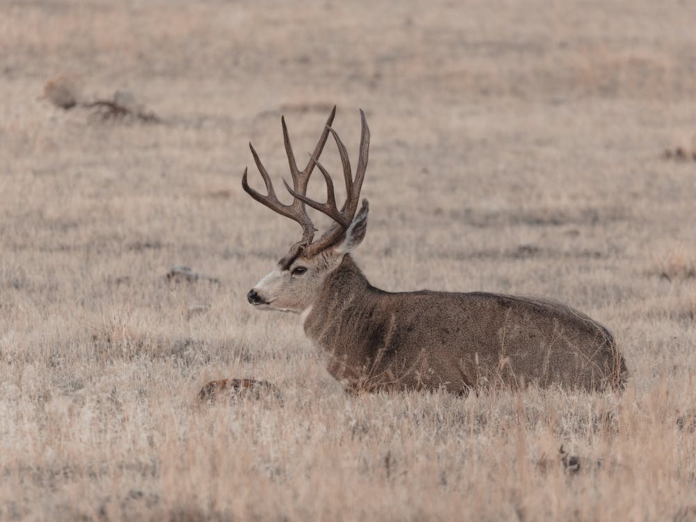 Mule Deer Resting