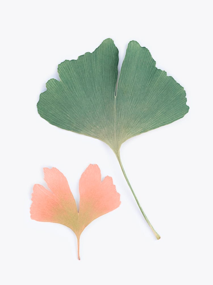 Ginkgo