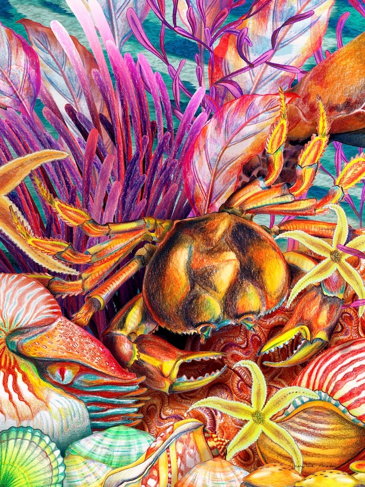 Just Keep Swimming Crab