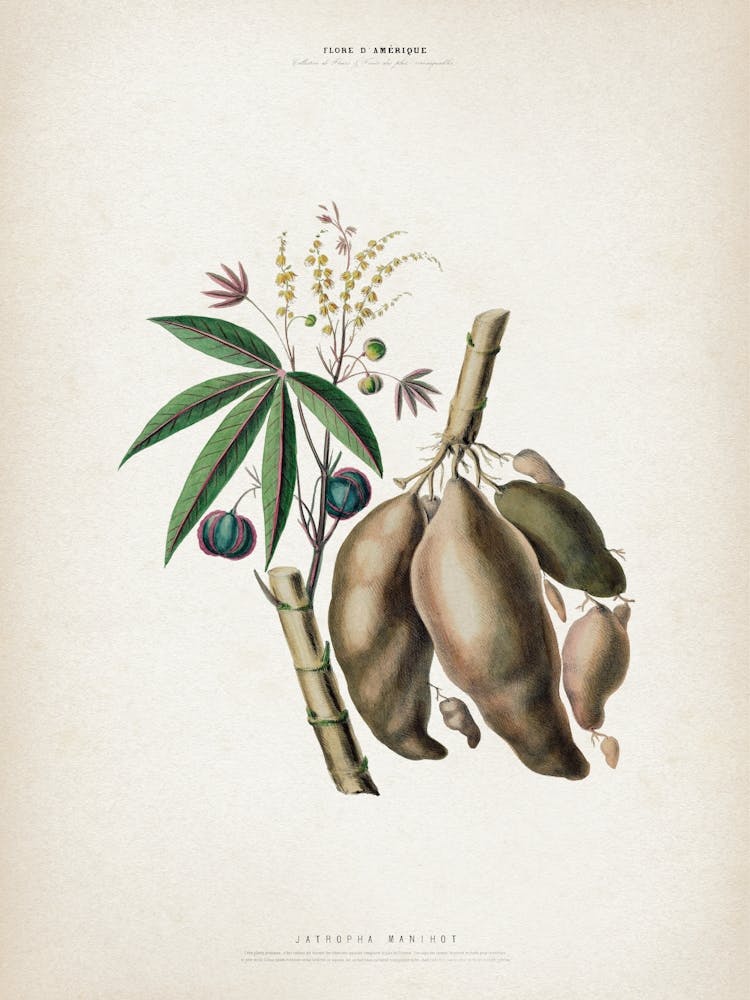 Vintage Denisse 8 Jatropha Manihot