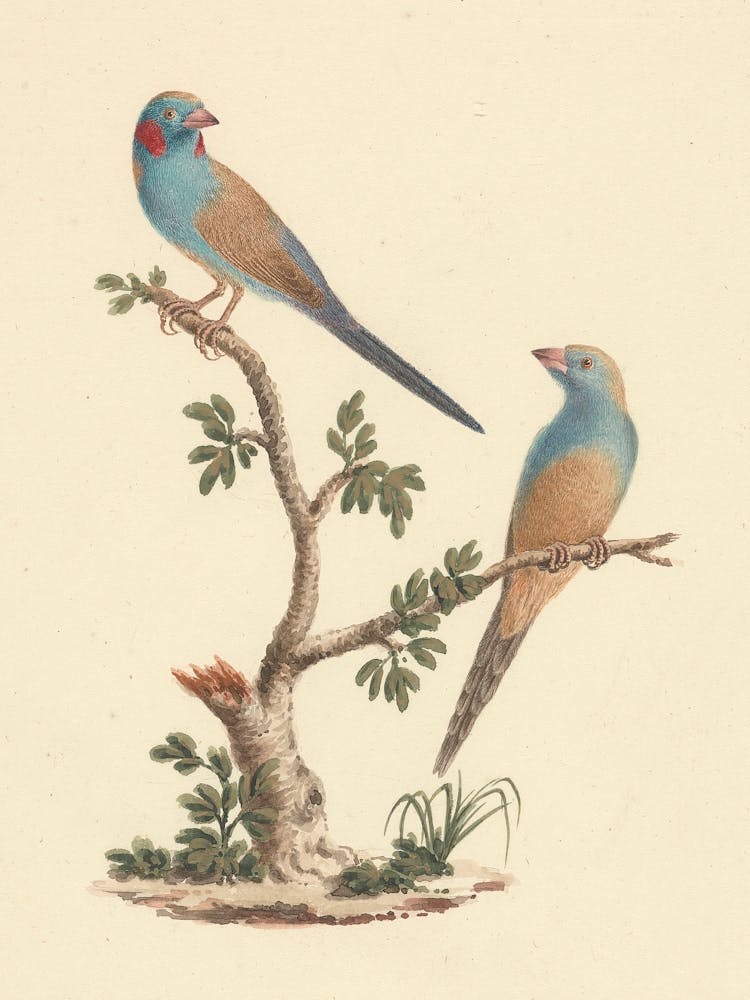 Red Cheeked Cordon Bleu, Luigi Balugani
