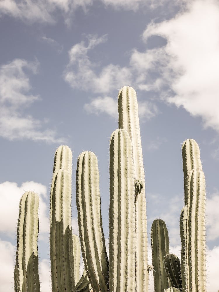 Desert Cathedral 02
