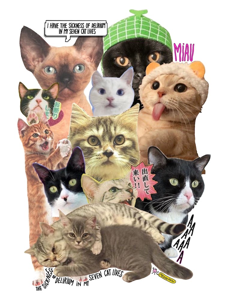 ♥ cats delirium ♥