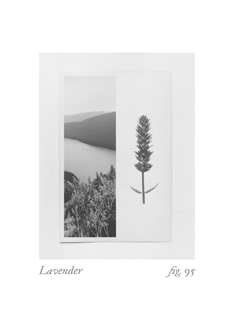 Lavender Botanical Collage 1