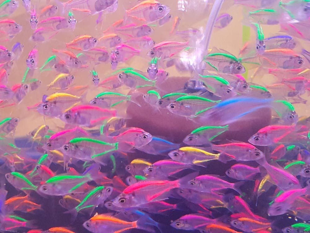 Colorful Neon Glowing Fishes