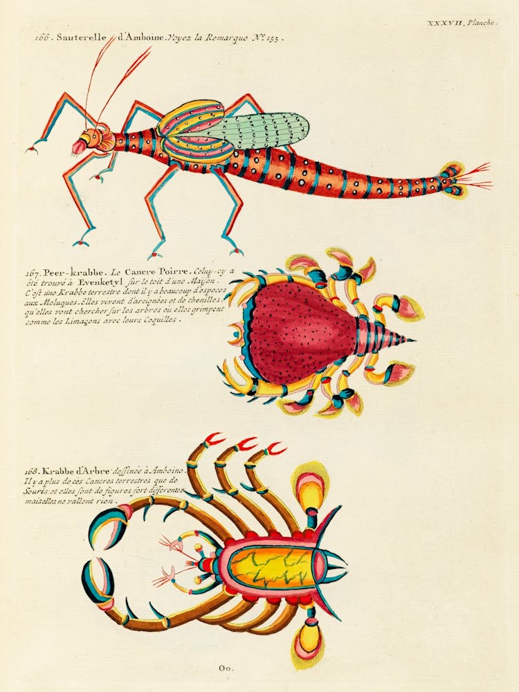 Colourful And Surreal Illustrations Of Fishes And Crabs Found In Moluccas (Indonesia) And The East Indies, Louis Renard(16)
