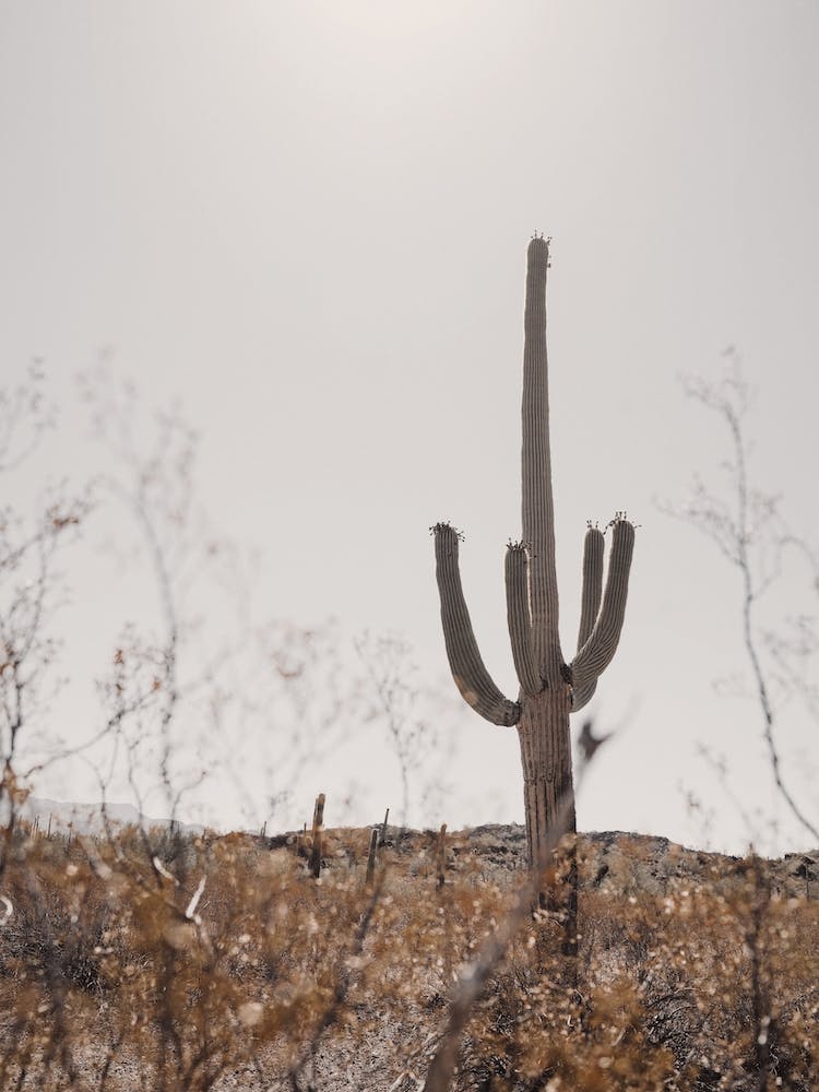 Saguaro Desert