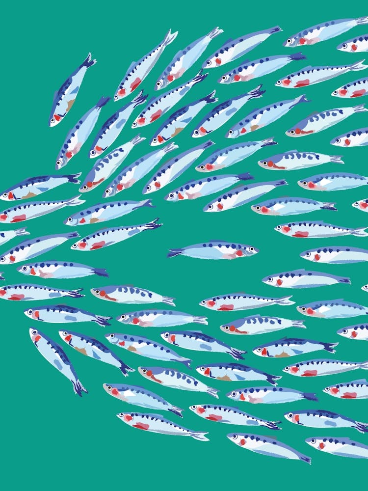 Fish Print Teal Turquoise