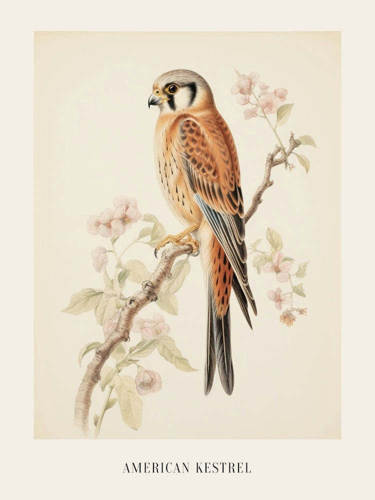 Vintage Bird Drawing American Kestrel 2 Poster