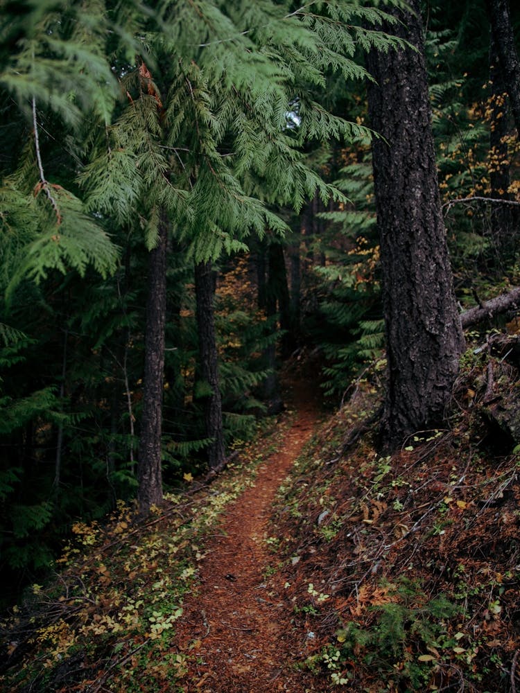 Fall Trail