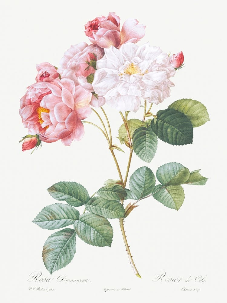 Damask Rose From Les Roses (1817–1824), Pierre Joseph Redoute