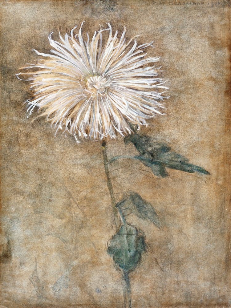 Chrysanthemum (1900), Piet Mondrian